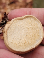 Pseudospongipellis unicolor