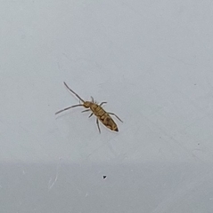 Entomobrya intermedia