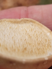 Pseudospongipellis unicolor