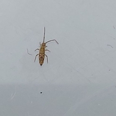 Entomobrya intermedia