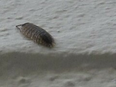 Porcellio spinicornis