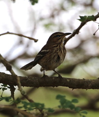 Cercotrichas leucophrys