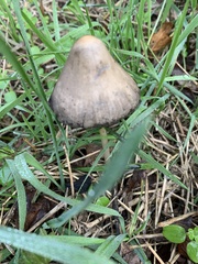 Psathyrella longipes
