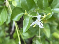 Jasminum fluminense