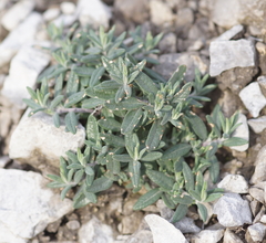 Teucrium montanum