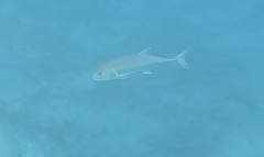 Caranx ignobilis