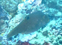Canthigaster papua