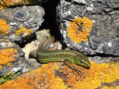 Iberolacerta monticola