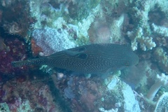 Canthigaster papua