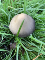 Psathyrella longipes