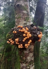 Cyttaria hariotii
