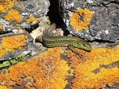 Iberolacerta monticola