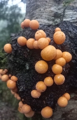 Cyttaria hariotii