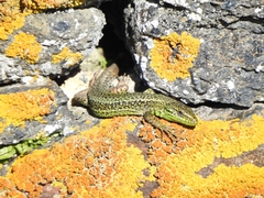 Iberolacerta monticola