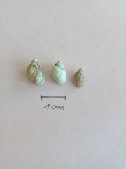 Bulinus truncatus