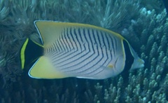 Chaetodon trifascialis