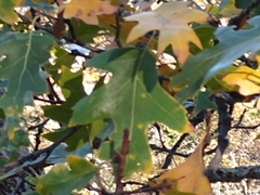 Quercus kelloggii