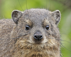 Procavia capensis capensis