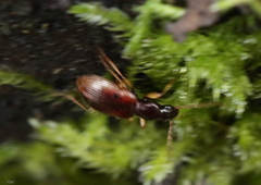 Oxypselaphus obscurus