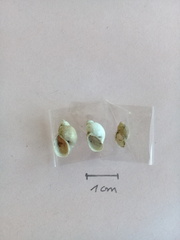 Bulinus truncatus