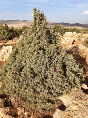 Juniperus oxycedrus