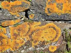 Iberolacerta monticola