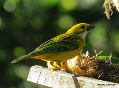 Tangara icterocephala