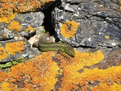 Iberolacerta monticola