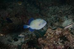 Pseudobalistes fuscus