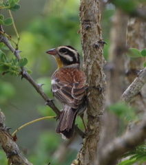 Emberiza flaviventris