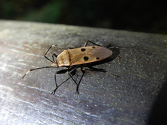 Physopelta quadriguttata