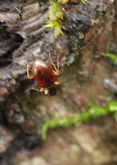 Oxypselaphus obscurus