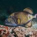 Titan Triggerfish - Photo (c) Luis Pérez Berrocal, some rights reserved (CC BY-NC), uploaded by Luis Pérez Berrocal