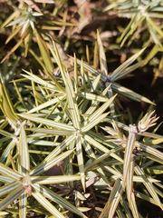 Juniperus oxycedrus