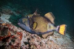 Balistoides viridescens