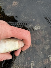 Moxostoma macrolepidotum