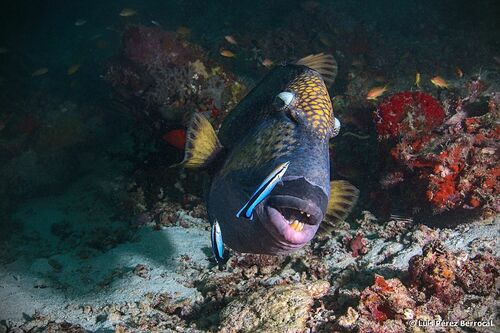 Titan Triggerfish — seen at this dive site