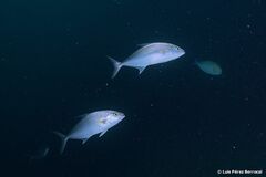 Seriola rivoliana
