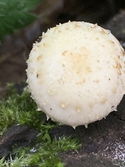 Pholiota squarrosa