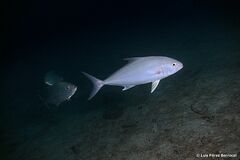 Seriola rivoliana