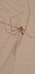 Pholcidae