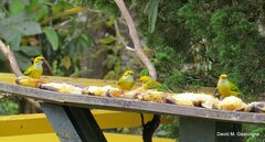 Tangara icterocephala