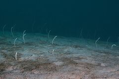 Gorgasia maculata
