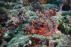 Scorpaenopsis oxycephalus