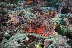 Scorpaenopsis oxycephalus