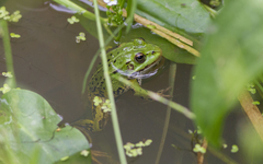 Pelophylax lessonae