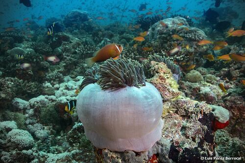 Blackfin Anemonefish — seen at this dive site