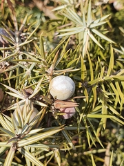 Juniperus oxycedrus
