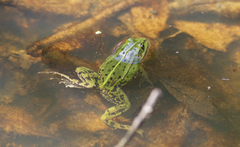 Pelophylax lessonae