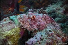 Scorpaenopsis oxycephalus